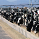 cows-feeding-78