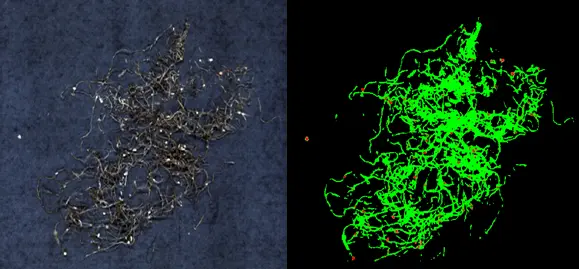 Tobacco leaves and stems false-color hyperspectral classification image